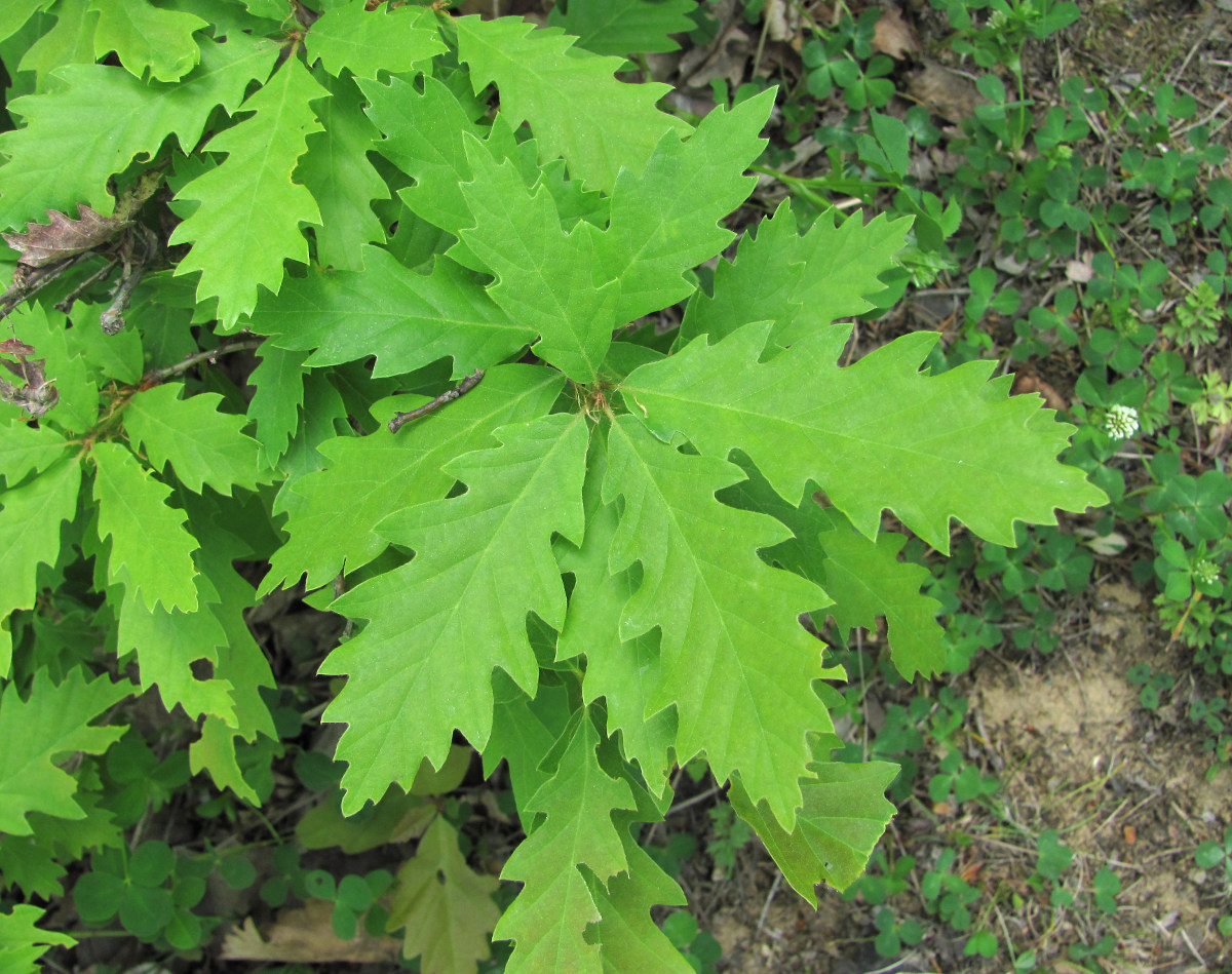 Image of genus Quercus specimen.