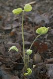 Jeffersonia diphylla