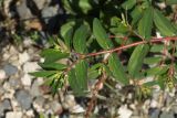 Euphorbia nutans