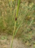 Bothriochloa ischaemum