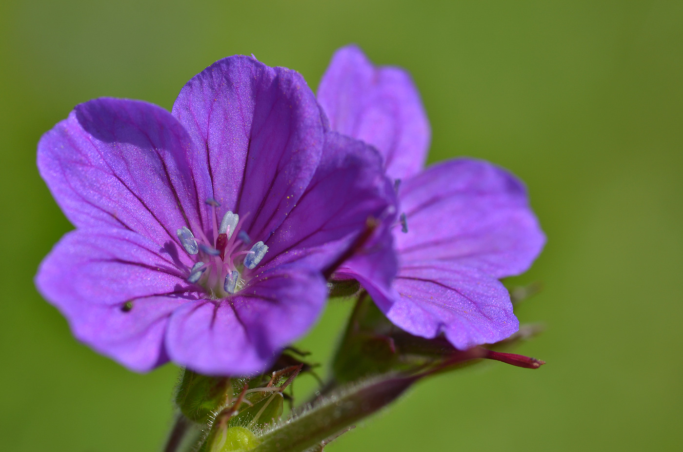 Изображение особи Geranium sylvaticum.