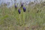 Muscari neglectum. Цветущие растения. Крым, Керченский п-ов, Приазовье, Осовинская степь. 01.05.2019.