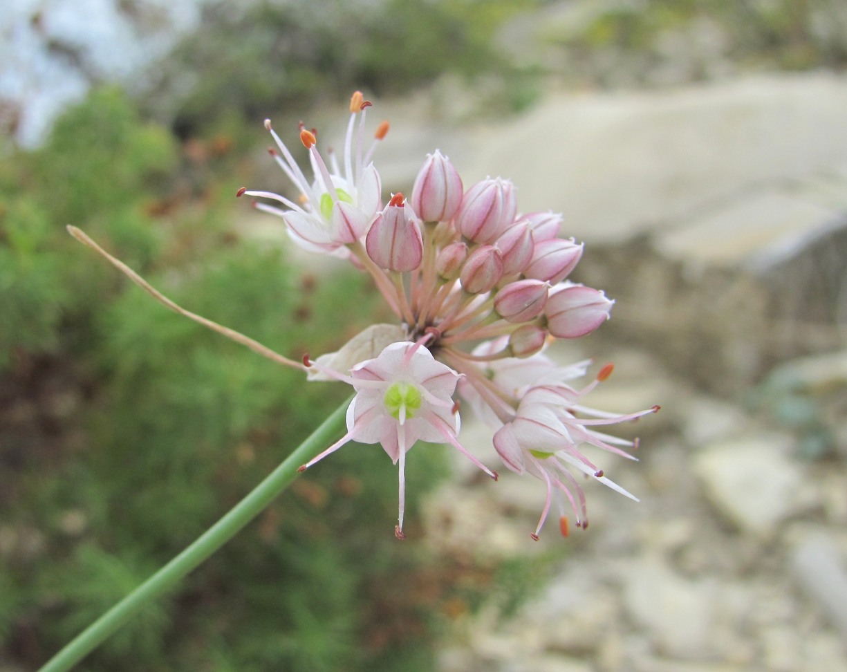 Изображение особи Allium psebaicum.