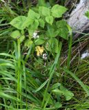 Silene saxatilis