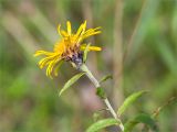 Inula salicina