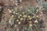 Alyssum lenense