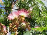 Albizia julibrissin