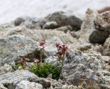 Saxifraga exarata