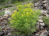 Euphorbia cyrtophylla. Цветущее растение на каменистой россыпи. Таджикистан, Согдийская обл., Айнинский р-н; Памиро-Алай, Фанские горы, бас. оз. Искандеркуль, ≈ 2500 м н.у.м. 09.06.2019.