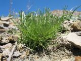 Astragalus nematodes