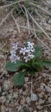 Valeriana chionophila