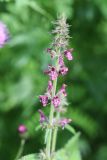 Stachys sylvatica