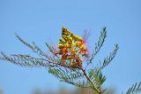 Caesalpinia gilliesii