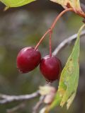 Crataegus karadaghensis. Плоды и лист. Крым, Карадагский заповедник, Северный перевал, степной склон с кустарниками. 26 сентября 2021 г.