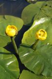 Nuphar lutea