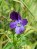 Viola disjuncta