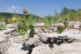 Medicago lupulina