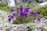 Campanula saxifraga