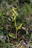 Dactylorhiza viridis