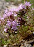 Thymus daghestanicus