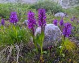 Dactylorhiza euxina. Цветущие растения. Карачаево-Черкесия, Карачаевский р-н, Большой Кавказ, ущелье Чунгур-Джар, ур. \"Аэродром\", левый берег реки Чунгур-Джар, ≈ 2690 м н.у.м., задернованная каменисто-щебнистая россыпь. 22.07.2023.