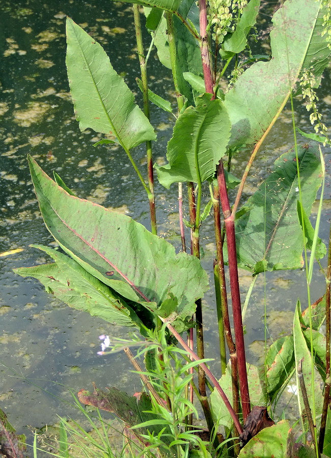 Изображение особи Rumex aquaticus.