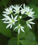 Allium ursinum