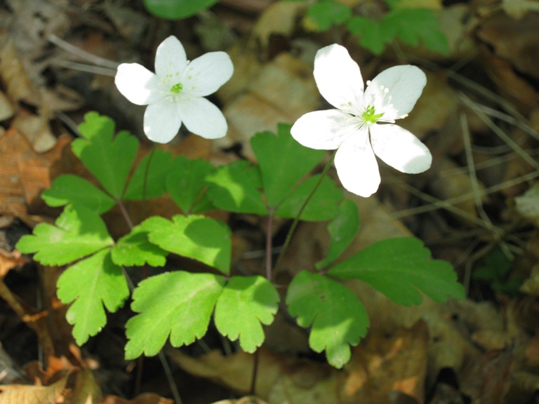 Изображение особи Anemone extremiorientalis.