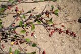 Cotoneaster suavis