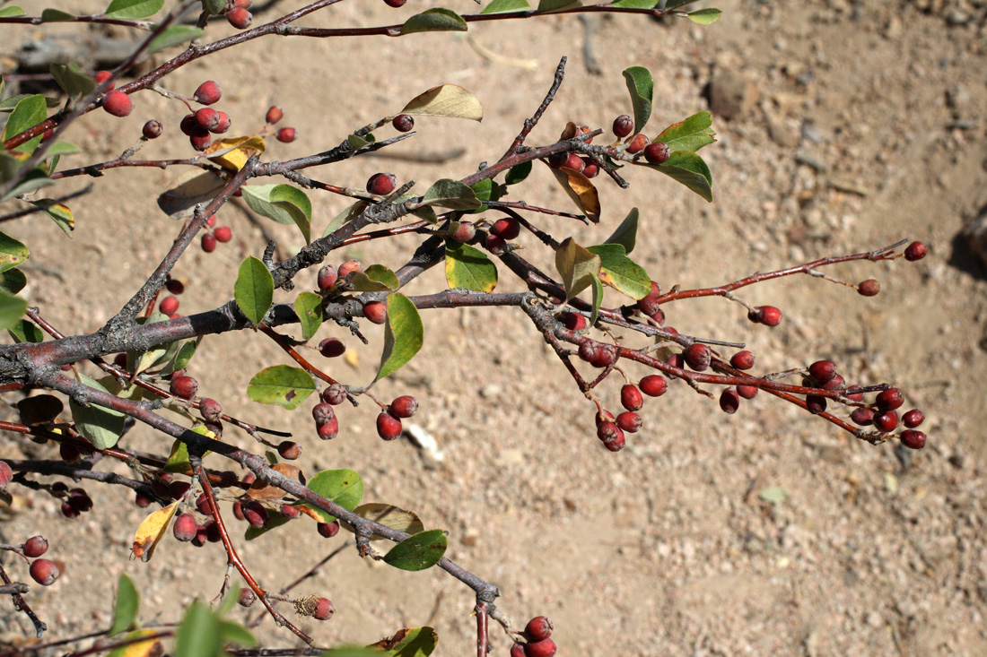 Изображение особи Cotoneaster suavis.