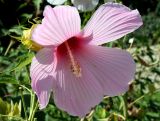 род Hibiscus. Цветок. Южный Берег Крыма, Никитский ботанический сад. 23 августа 2007 г.