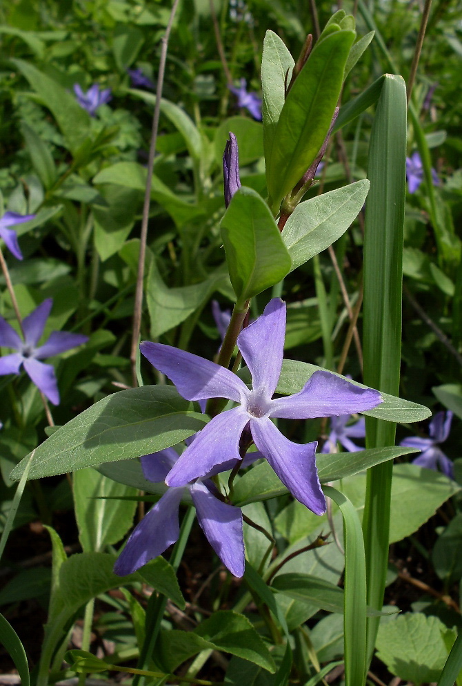 Изображение особи Vinca herbacea.