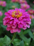 Zinnia elegans. Соцветие. Узбекистан, г. Ташкент, пос. Улугбек, в культуре. 22.07.2012.