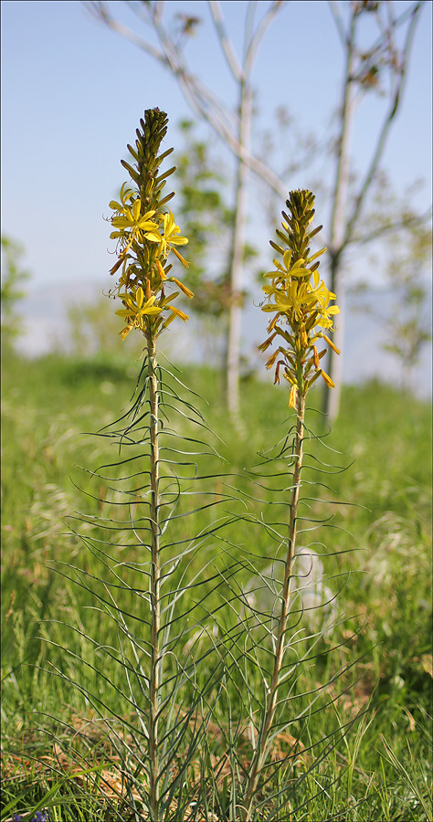 Изображение особи Asphodeline lutea.