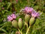 Saussurea grandifolia