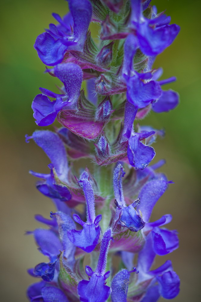 Изображение особи Salvia tesquicola.