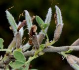 Chamaecytisus ratisbonensis