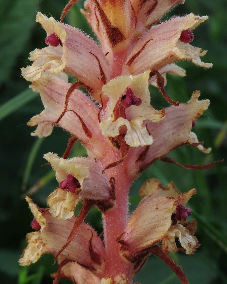 Изображение особи Orobanche alba.