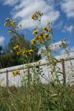 Hieracium umbellatum