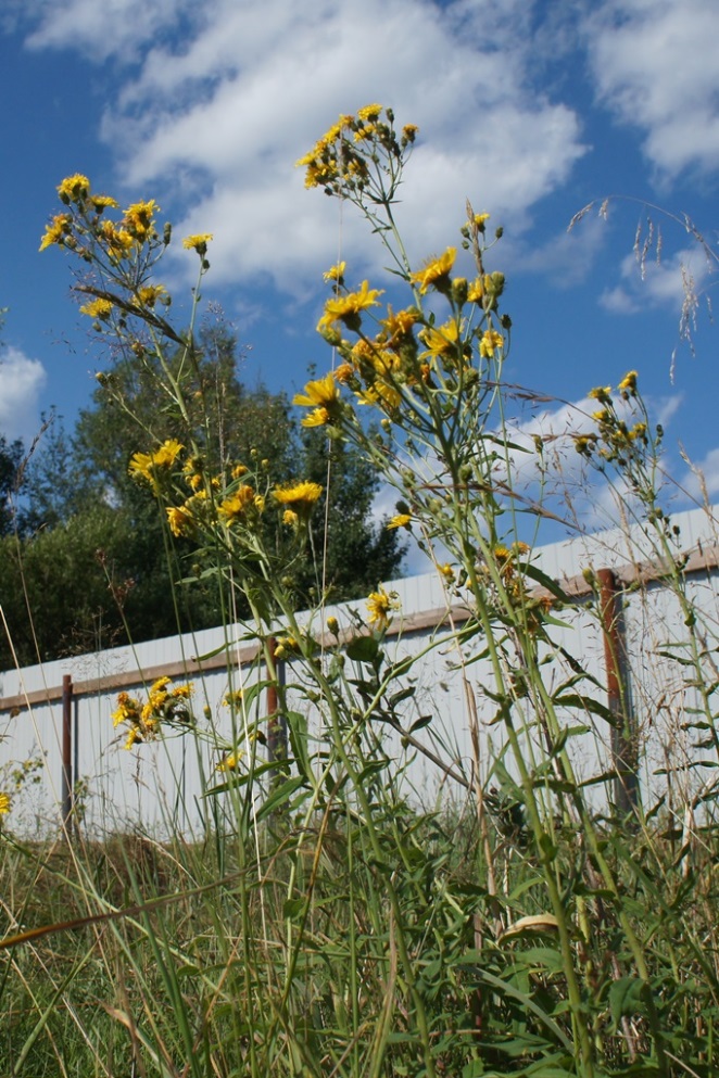 Изображение особи Hieracium umbellatum.