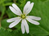 Stellaria holostea