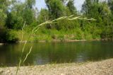 Festuca gudoschnikovii