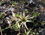 Ranunculus repens