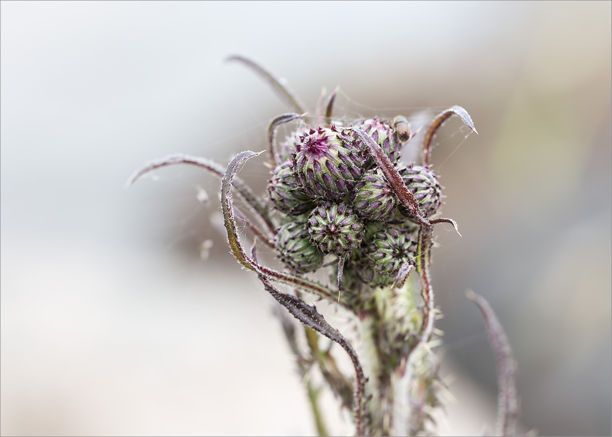 Изображение особи Cirsium palustre.