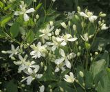 Clematis mandshurica