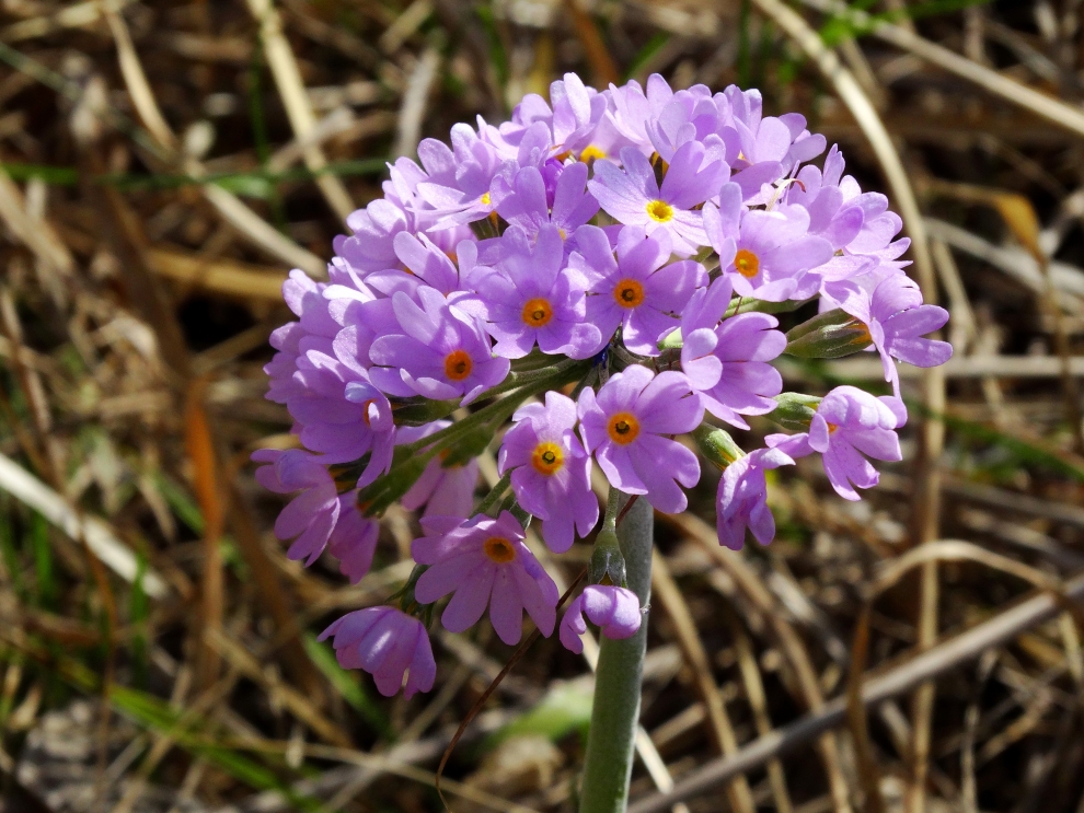 Image of Primula fistulosa specimen.