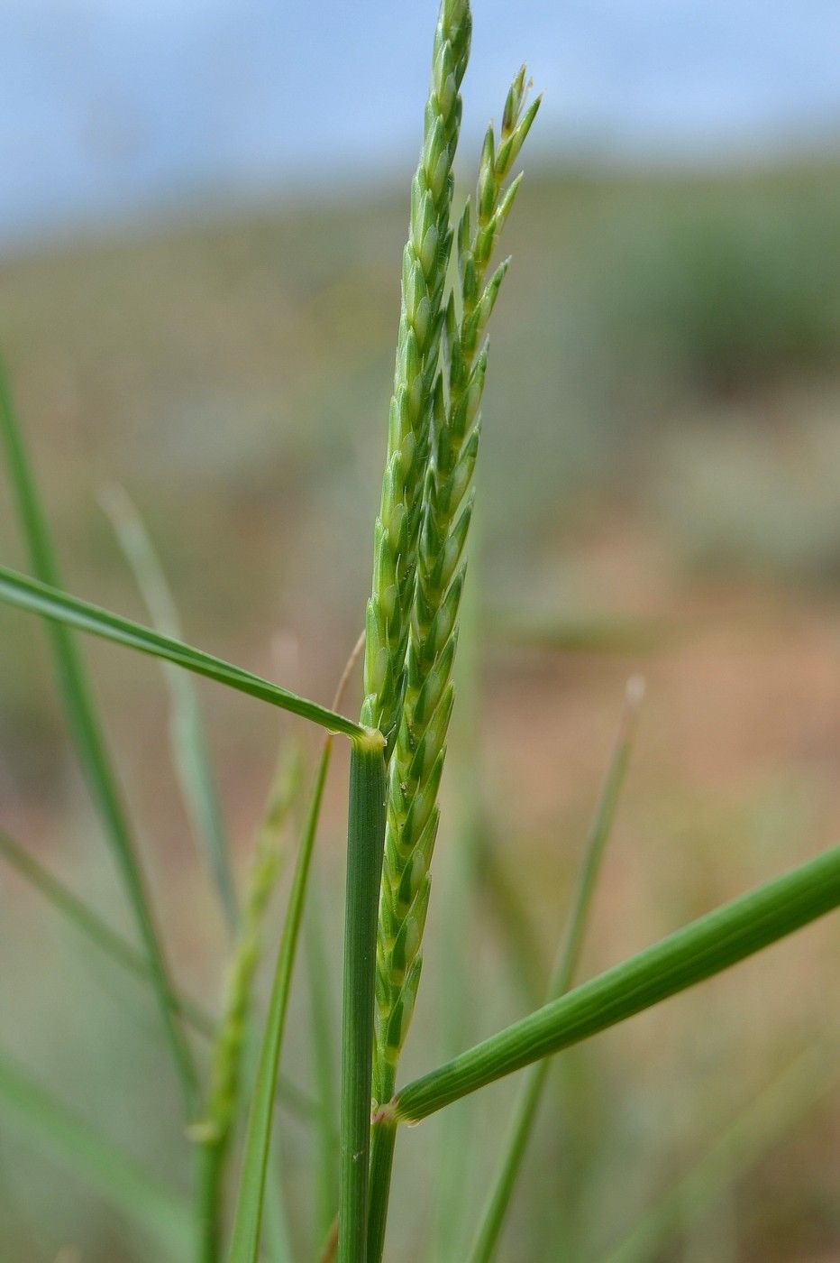 Изображение особи Psathyrostachys juncea.