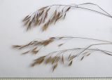 Bromus japonicus