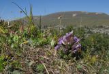 Gentianella biebersteinii. Цветущее растение. Адыгея, Кавказский биосферный заповедник, хр. Каменное Море, выс. ≈ 2050 м н.у.м. на скалах. 10.09.2016.