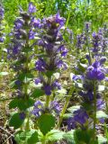 Ajuga genevensis